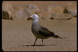 Larus heermanni Cassin 1852 resmi