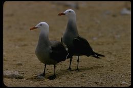 Larus heermanni Cassin 1852 resmi