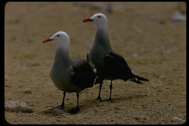 Larus heermanni Cassin 1852 resmi