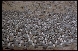 Image of Elegant Tern