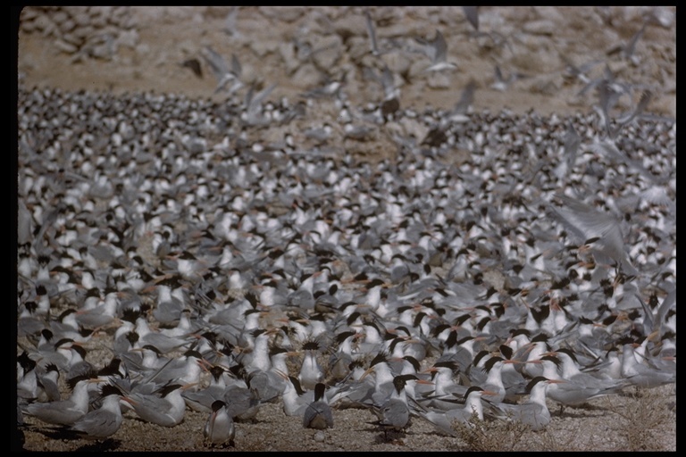 Image of Elegant Tern