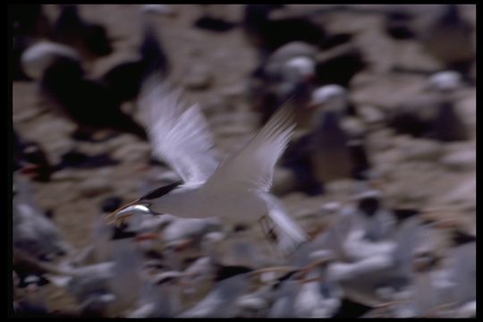 Image of Elegant Tern