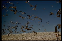 Larus heermanni Cassin 1852 resmi