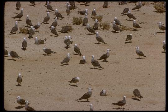 Image of Heermann's Gull