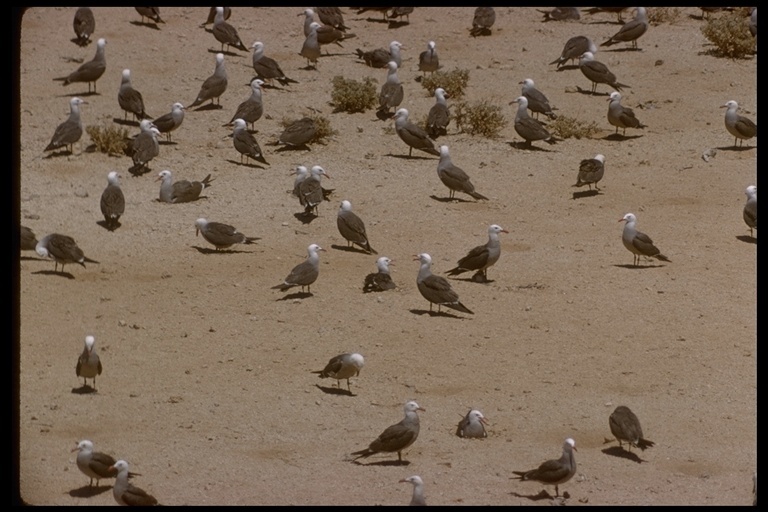 Larus heermanni Cassin 1852 resmi