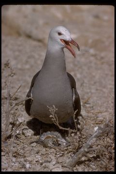 Image of Heermann's Gull