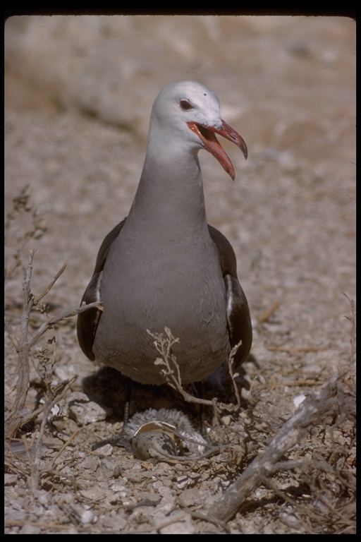 Larus heermanni Cassin 1852 resmi