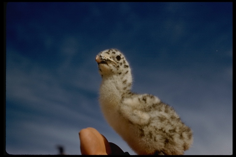 Larus heermanni Cassin 1852 resmi