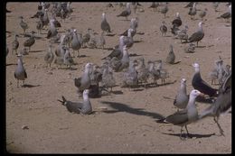 Larus heermanni Cassin 1852 resmi