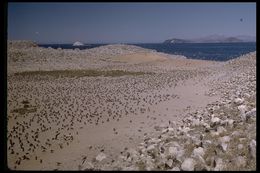 Larus heermanni Cassin 1852 resmi