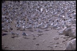 Image of Royal Tern