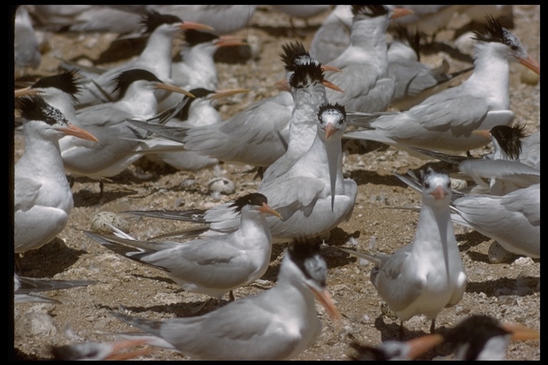 Image of Royal Tern