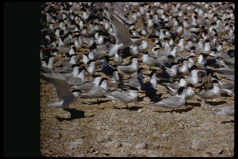 Image of Elegant Tern