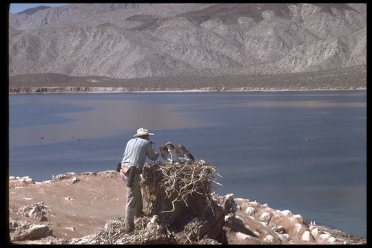 Image of Osprey