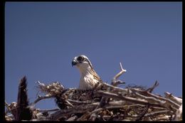 Image of Osprey