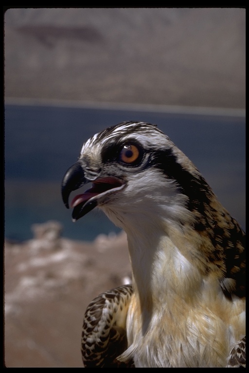 Image of Osprey