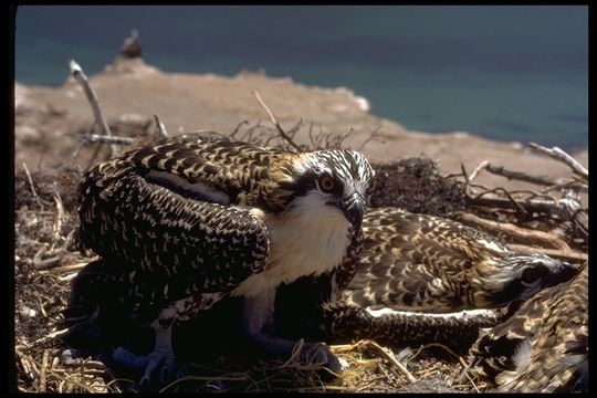 Image of Osprey