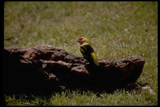 Image of Western Tanager