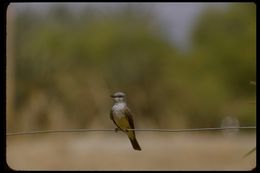 Image of Western Kingbird