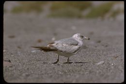 Image of Ring-billed Gull