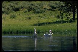 Image of American White Pelican