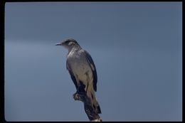 Image of Northern Mockingbird