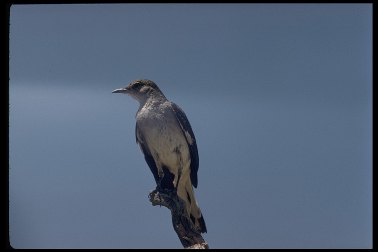 Image of Northern Mockingbird