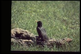 Image of Common Starling