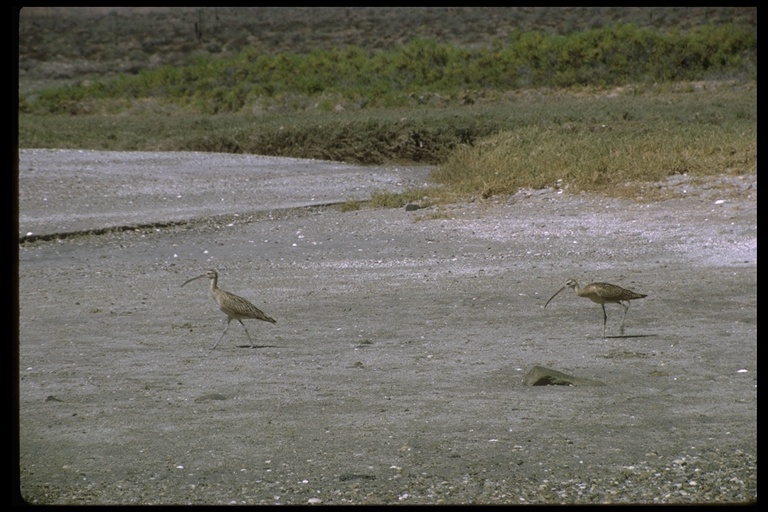 Image of Long-billed Curlew