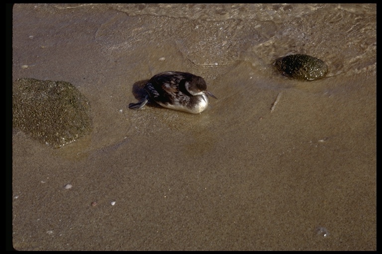 Aechmophorus occidentalis (Lawrence 1858) resmi