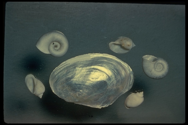 Image of molluscs