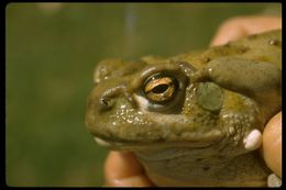 Image of Colorado River Toad Sonoran Desert Toad