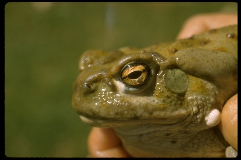 Image of Colorado River Toad Sonoran Desert Toad