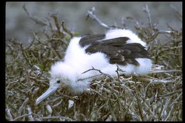 Image of Great Frigatebird