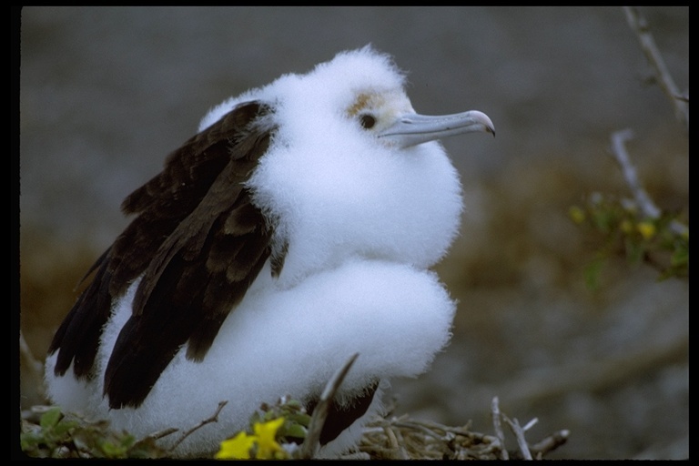 Image of Great Frigatebird