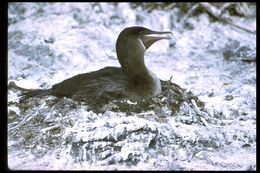 Image of Flightless Cormorant