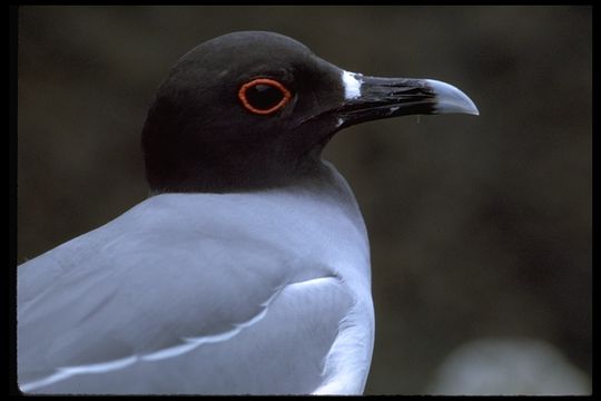 Image of Swallow-tailed Gull