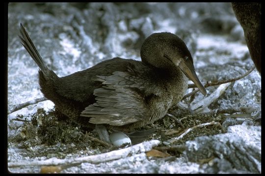 Image of Flightless Cormorant