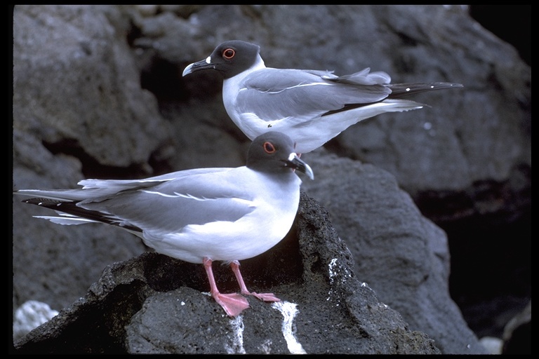 Image of Swallow-tailed Gull