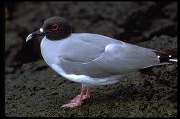 Image of Swallow-tailed Gull