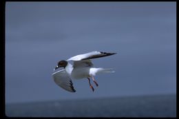 Image of Swallow-tailed Gull