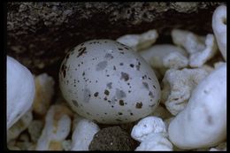 Image of Swallow-tailed Gull