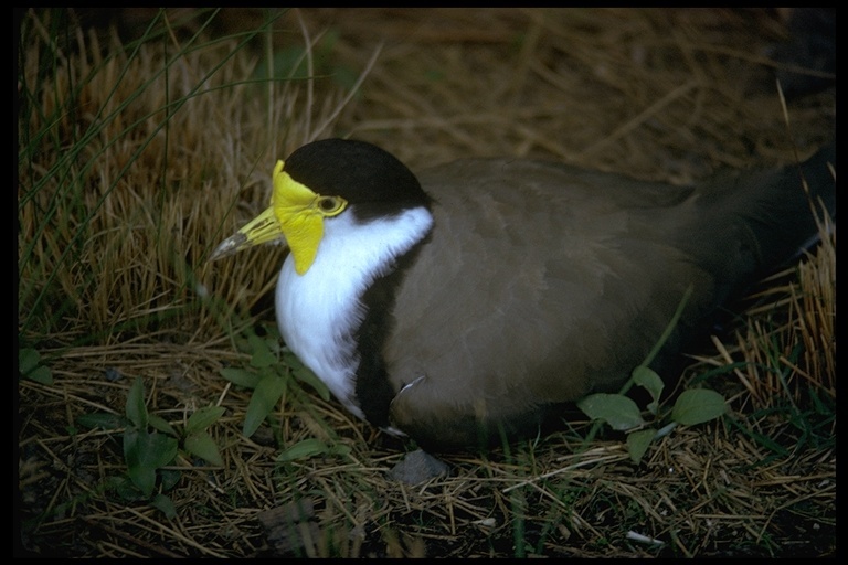 Image of Masked Lapwing