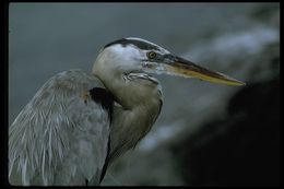 Image of Great Blue Heron