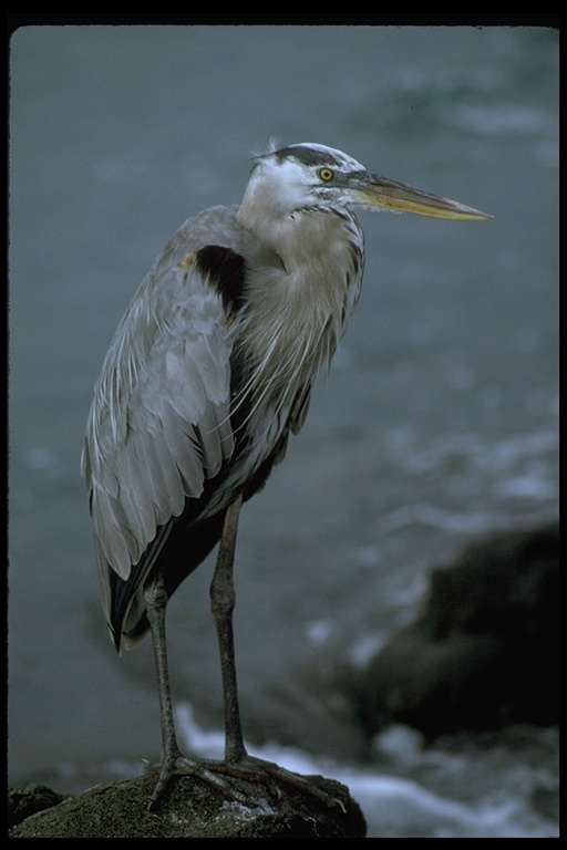 Imagem de Ardea herodias Linnaeus 1758