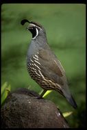 Image of California Quail