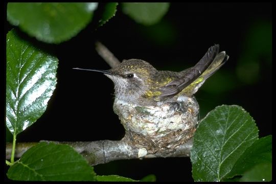 Image of Black-chinned Hummingbird