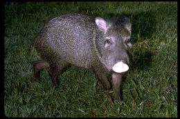 Image of collared peccary