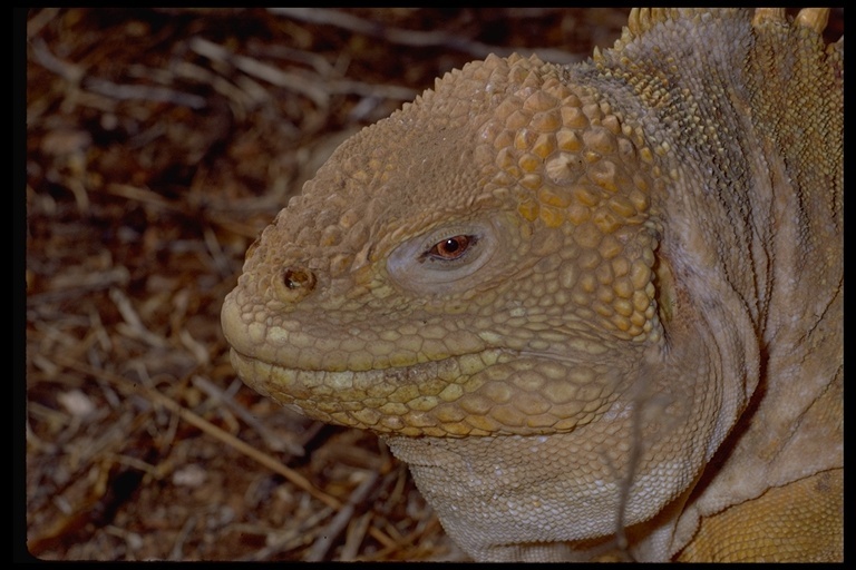 Image of Galapagos Land Iguana