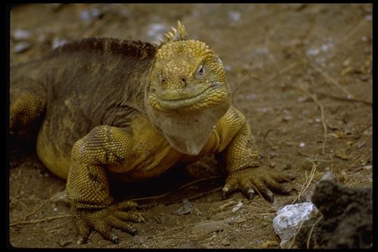 Image of Galapagos Land Iguana